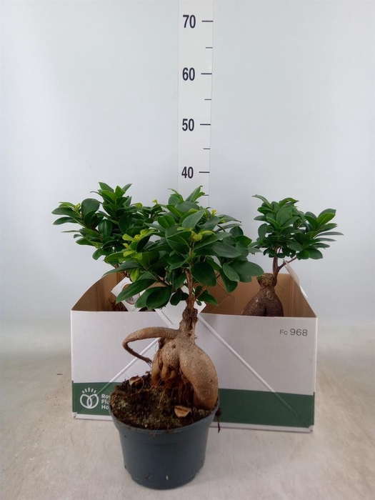 <h4>Ficus microcarpa 'Ginseng'</h4>