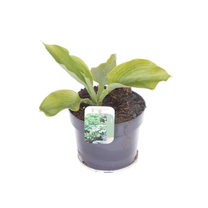 Hosta mix