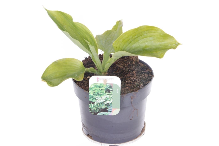 <h4>Hosta mix</h4>