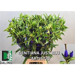 Genti Just Blue