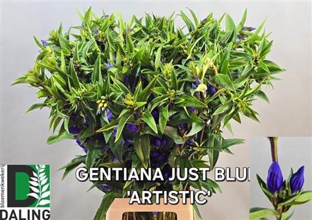 <h4>Genti Just Blue</h4>
