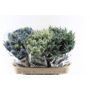 Eryngium Mix 3 Soorten