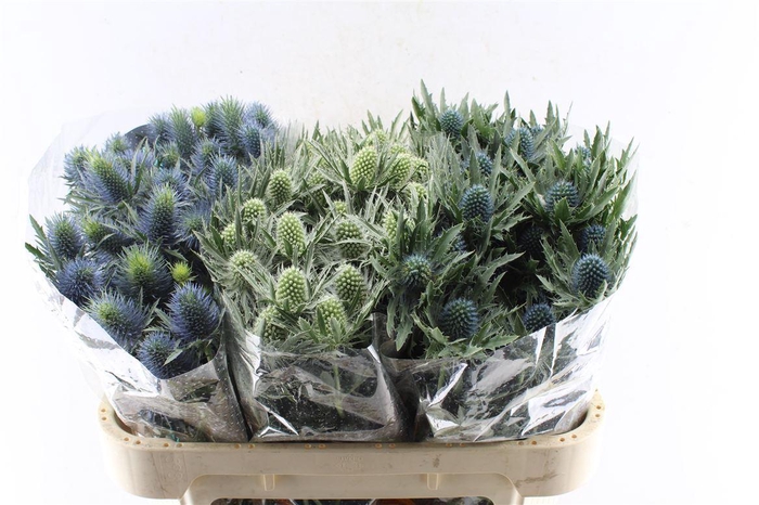 <h4>Eryngium Mix 3 Soorten</h4>