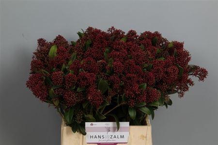 <h4>Skim J Rubella Bs</h4>