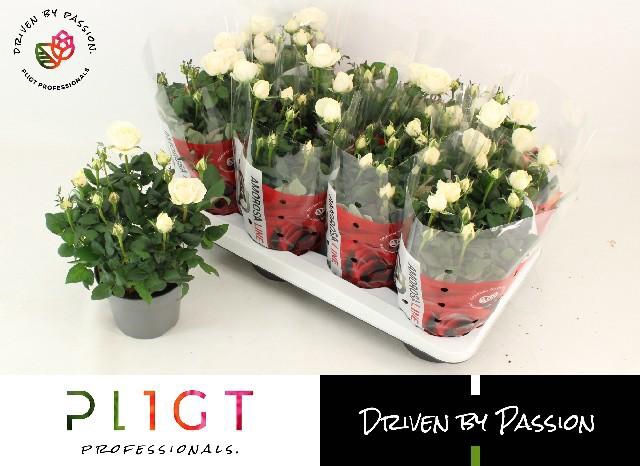 <h4>RO AM INF WHITE</h4>