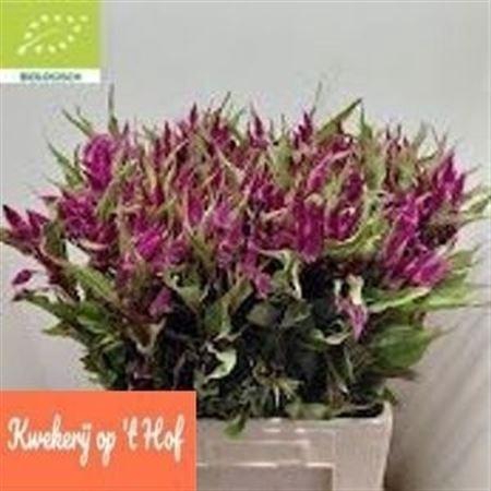 <h4>Cel A Celway Purple</h4>