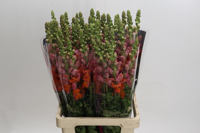 <h4>ANTIR POTO D ORANGE</h4>