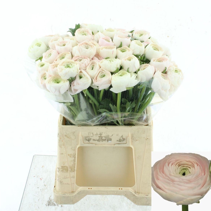 <h4>RAN SU HANOI</h4>