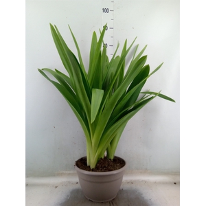 Ornithogalum saundersiae