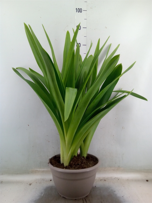 <h4>Ornithogalum saundersiae</h4>