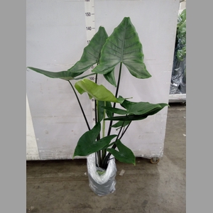 Alocasia zebrina 'Black Zebrina'