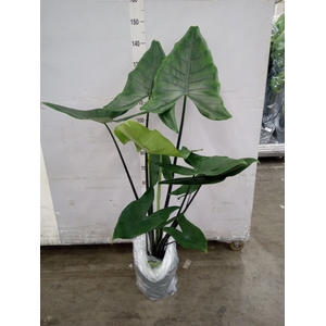 Alocasia zebrina 'Black Zebrina'