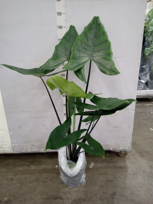 <h4>Alocasia zebrina 'Black Zebrina'</h4>