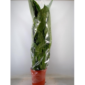 Spathiphyllum  'Sweet Sebastiano'