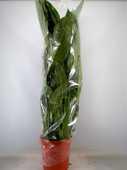 <h4>Spathiphyllum  'Sweet Sebastiano'</h4>