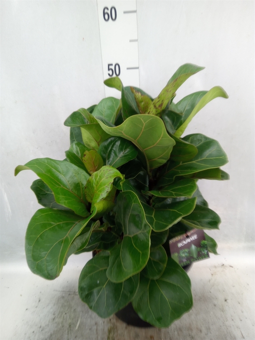 <h4>Ficus lyrata 'Bambino'</h4>