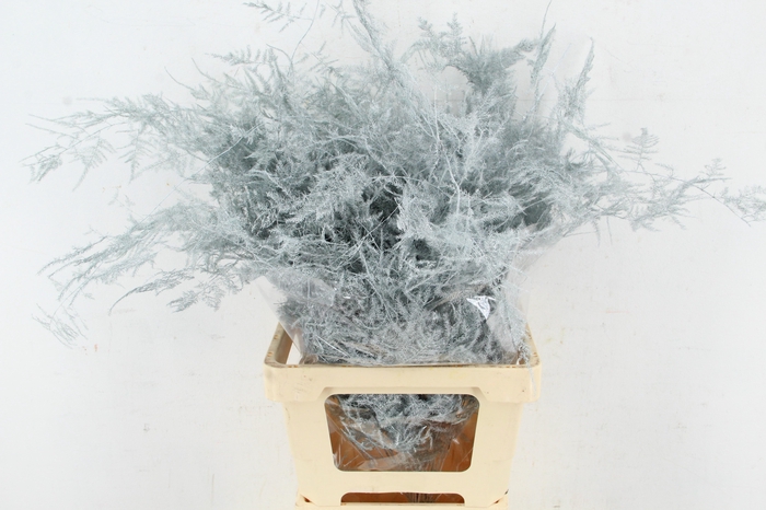 <h4>Asp IT Ex Veren Wit</h4>