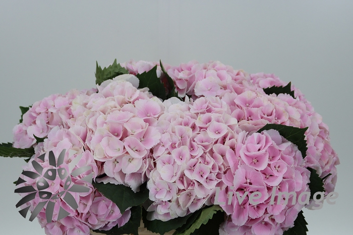 <h4>Hydrangea my beautiful matcha</h4>