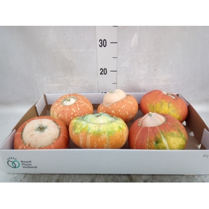 Cucurbita