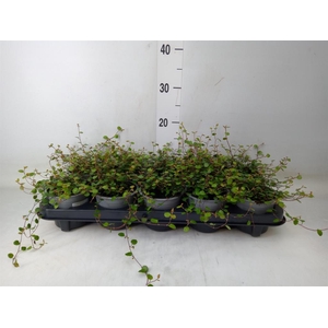 Muehlenbeckia com. 'Mao'ri'