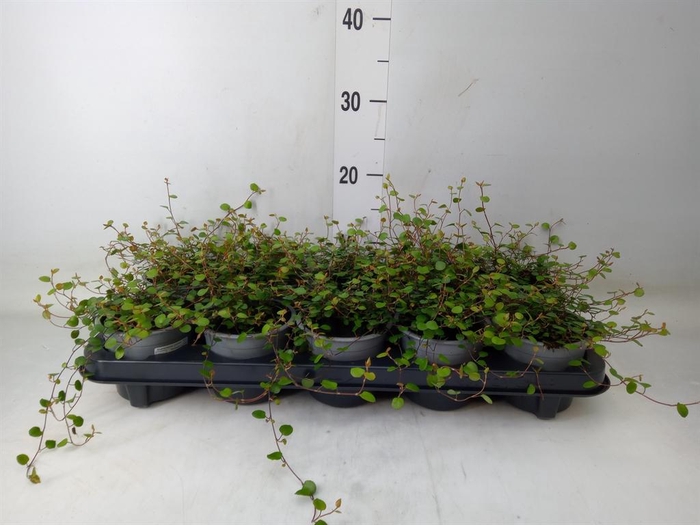 <h4>Muehlenbeckia com. 'Mao'ri'</h4>