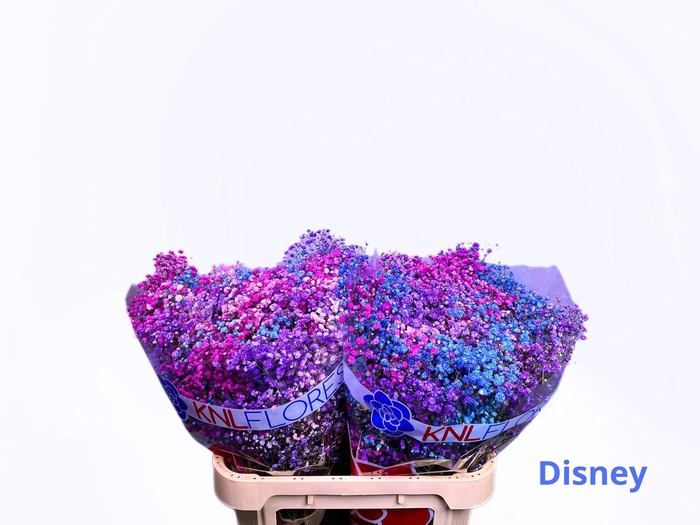 <h4>GYPS RAINBOW BERRY</h4>