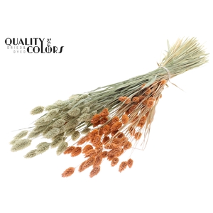 Phalaris per bunch Two Tone Frosted Salmon