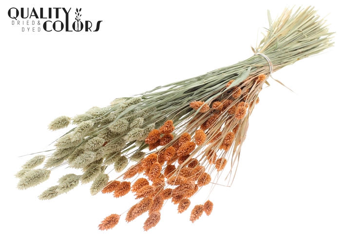 <h4>Phalaris per bunch Two Tone Frosted Salmon</h4>