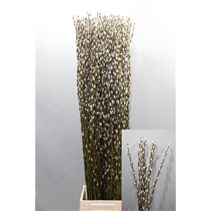 T Salix Ca Snow Flake 120cm