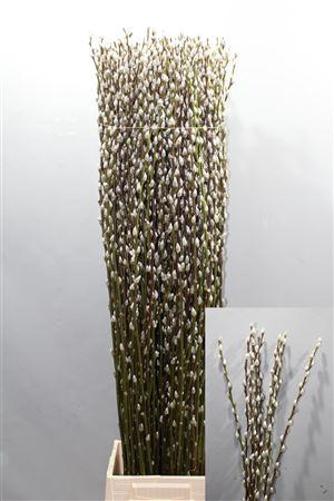 <h4>T Salix Ca Snow Flake 120cm</h4>