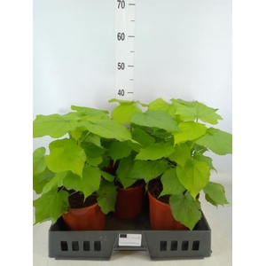 Sparrmannia africana