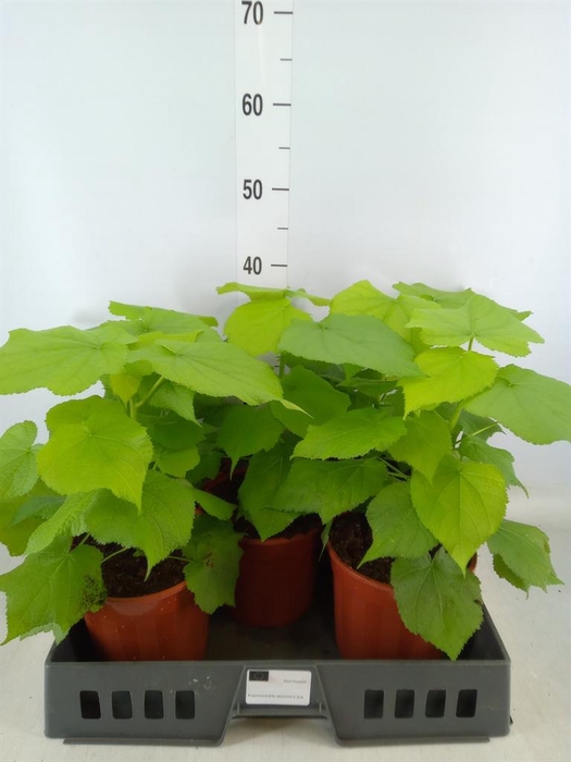 <h4>Sparrmannia africana</h4>