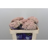Ozothamnus Cooks Pink
