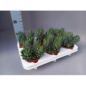Haworthia   ...