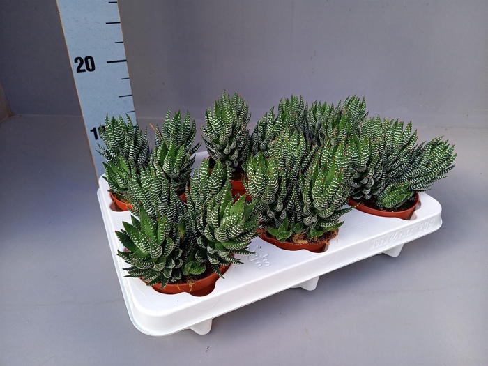 <h4>Haworthia   ...</h4>