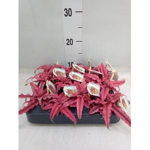 Cryptanthus   ...mix