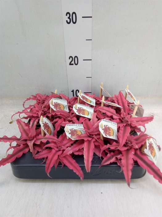 <h4>Cryptanthus ...mix</h4>