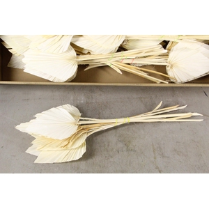 DF Palm Spear Medium Bleached