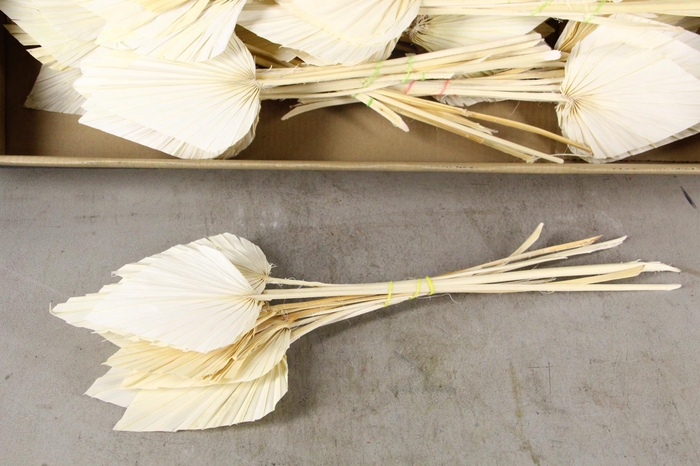 <h4>DF Palm Spear Medium Bleached</h4>