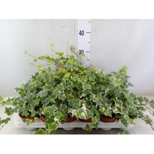Hedera helix 'Eva'