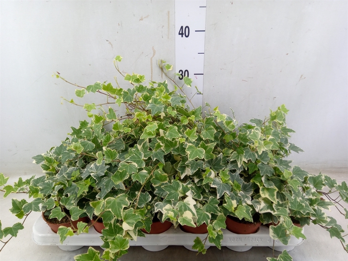 <h4>Hedera helix 'Eva'</h4>