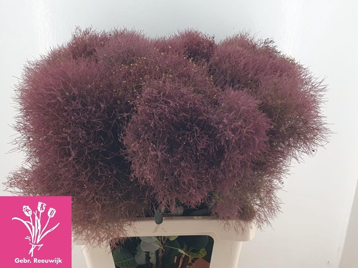 <h4>Cotinus C Magic Torch Dark Red</h4>