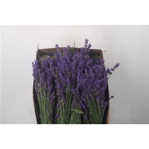 Lavandula Angust Bos