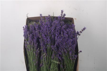 <h4>Lavandula Angust Bos</h4>