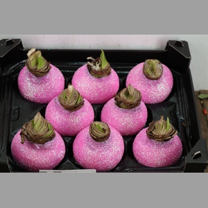 Wax Hipp Topline Gl Pink Rose