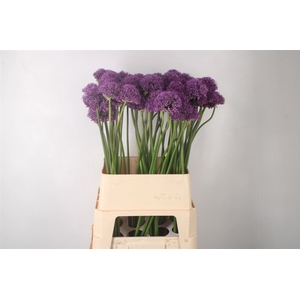 Allium Gladiator Extra