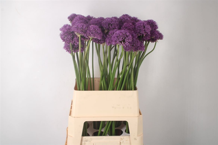 <h4>Allium Gladiator Extra</h4>