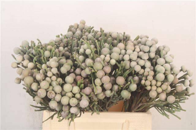 <h4>BRUN LAEVIS</h4>