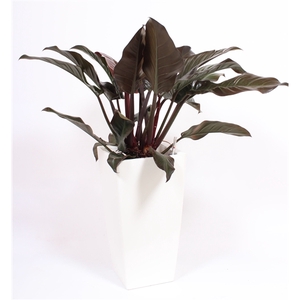 Philodendron Imperial Red in Piza pot 