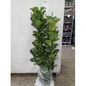 Ficus lyrata 'Bambino'